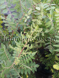 SUMAK (Rhus coriaria) - 1