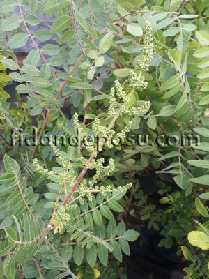  - SUMAK (Rhus coriaria)