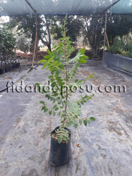 SUMAK (Rhus coriaria) - 2