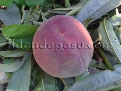 SUMMER LADY ŞEFTALİ FİDANI - 