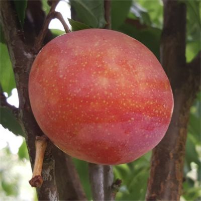 SUN GOLD ERİK FİDANI - 