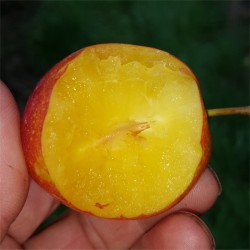 SUN GOLD ERİK FİDANI - 2
