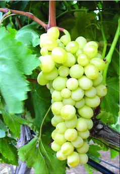 SUPERRİOR SEEDLESS ASMA FİDANI - 