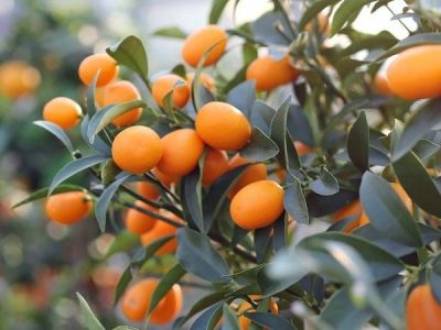 SÜS MANDALİNASI, KAMKAT (KUMQUAT) FİDANI - 
