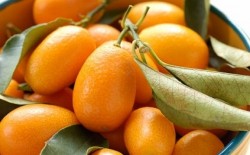 SÜS MANDALİNASI, KAMKAT (KUMQUAT) FİDANI - 2