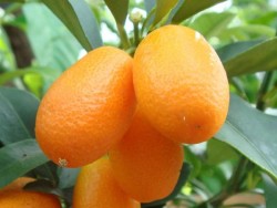 SÜS MANDALİNASI, KAMKAT (KUMQUAT) FİDANI - 3