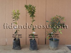 SÜS MANDALİNASI, KAMKAT (KUMQUAT) FİDANI - 4