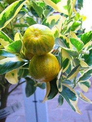 SÜS MANDALİNASI(ALACALI CALAMONDİN) FİDANI - Thumbnail