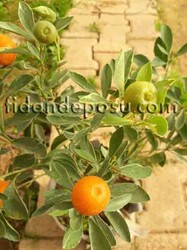 SÜS MANDALİNASI(ALACALI CALAMONDİN) FİDANI - Thumbnail