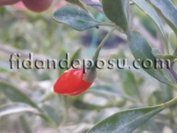 SWEETBERRY GOJİBERRY FİDANI - 