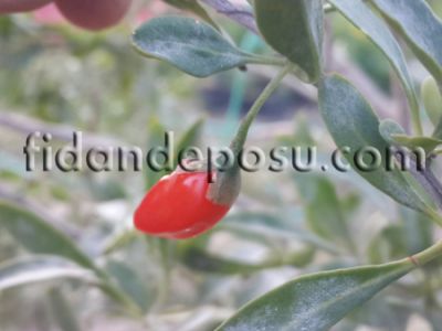 SWEETBERRY GOJİBERRY FİDANI - 