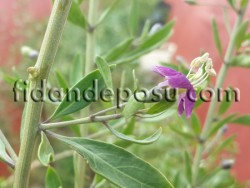 SWEETBERRY GOJİBERRY FİDANI - 3