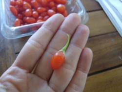 SWEETBERRY GOJİBERRY FİDANI - 2