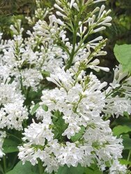 SYRINGA AGNES SMITH (Beyaz çiçekli Leylak) BİTKİSİ - 1