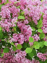 SYRINGA MEYERİ 'FLOWERFESTA' PİNK (BODUR LEYLAK) BİTKİSİ - 