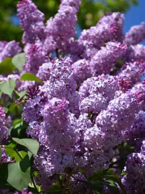  - SYRINGA VULGARIS (LEYLAK) BİTKİSİ