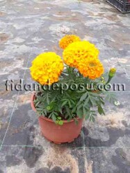 TAGETES ERECTA(Top kadife çiçeği) BİTKİSİ - 1