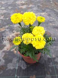 TAGETES ERECTA(Top kadife çiçeği) BİTKİSİ - 2