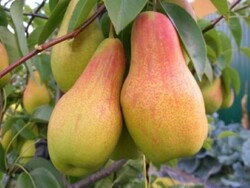 TALGAR GÜZELİ ARMUT FİDANI - 