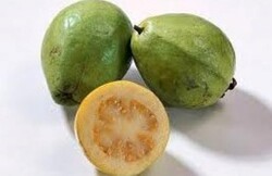 SARI GUAVA FİDANI - 1