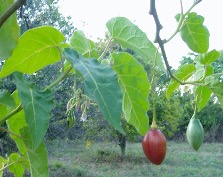 TAMARİLLO(AĞAÇ DOMATESİ) 