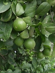 TATLI LİMON FİDANI - 1