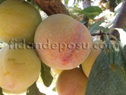 TC SUN ERİK FİDANI - 