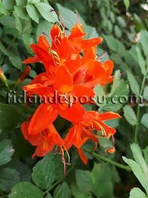 TECOMA CAPENSIS (Turuncu çiçekli Tekomarya) BİTKİSİ - 