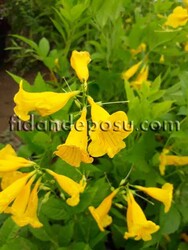 TECOMA STANS (Sarı Trompet çiçeği,Sarı çan çiçeği) BİTKİSİ - Thumbnail
