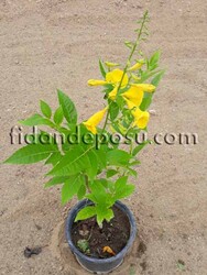 TECOMA STANS (Sarı Trompet çiçeği,Sarı çan çiçeği) BİTKİSİ - 2