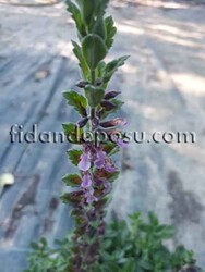 TEUCRIUM CHAMAEDRYS (Dalak otu ) BİTKİSİ - Thumbnail