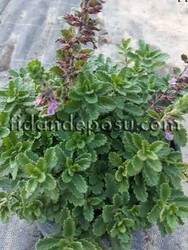 TEUCRIUM CHAMAEDRYS (Dalak otu ) BİTKİSİ - 2