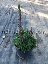 TEUCRIUM CHAMAEDRYS (Dalak otu ) BİTKİSİ - Thumbnail