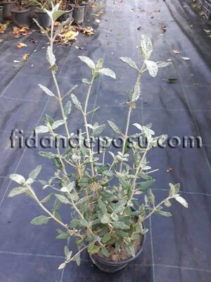  - TEUCRIUM FRUTICANS (Zeytin çalısı) BİTKİSİ