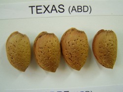 TEXAS BADEM FİDANI - 2