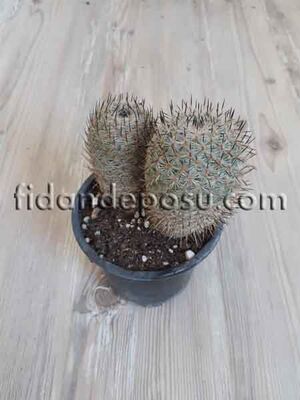THELOCACTÜS CONOTHELOS ARGENTEUS BİTKİSİ - 