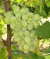 THOMSON SEEDLESS ASMA FİDANI - 1