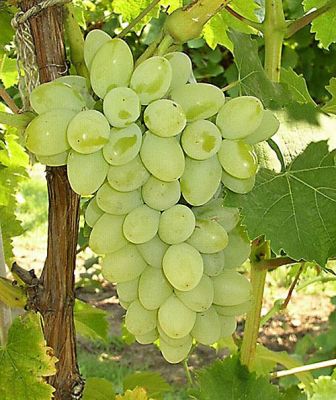 THOMSON SEEDLESS ASMA FİDANI - 