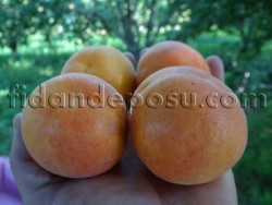 THRYİNTHE KAYISI FİDANI - 2