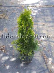 THUJA OCCIDENTALIS 'GOLDEN SMARAGD' (Altuni Batı mazısı)BİTKİSİ - 1