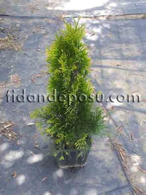 THUJA OCCIDENTALIS 'GOLDEN SMARAGD' (Altuni Batı mazısı)BİTKİSİ - 