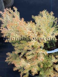 THUJA OCCİDENTALİS 'RHEİNGOLD' BİTKİSİ - Thumbnail