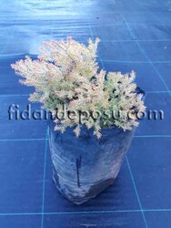 THUJA OCCİDENTALİS 'RHEİNGOLD' BİTKİSİ - 2
