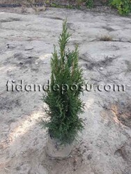 THUJA OCCIDENTALIS 'SMARAGD' (Batı mazısı) - 1
