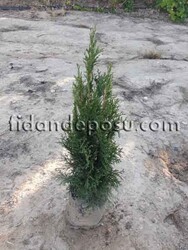 THUJA OCCIDENTALIS 'SMARAGD' (Batı mazısı) - Thumbnail