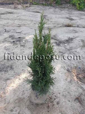 THUJA OCCIDENTALIS 'SMARAGD' (Batı mazısı) - 