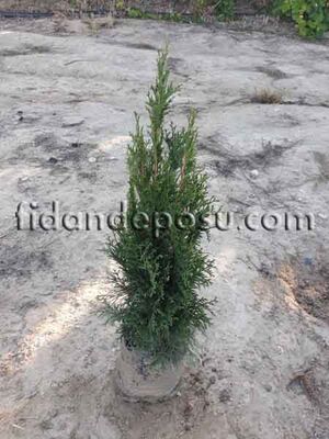  - THUJA OCCIDENTALIS 'SMARAGD' (Batı mazısı)