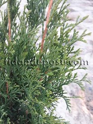 THUJA OCCIDENTALIS 'SMARAGD' (Batı mazısı) - Thumbnail