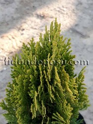 THUJA ORIENTALIS AUREA COMPACTA NANA (Altuni top mazı) - Thumbnail