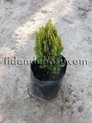 THUJA ORIENTALIS AUREA COMPACTA NANA (Altuni top mazı) - Thumbnail